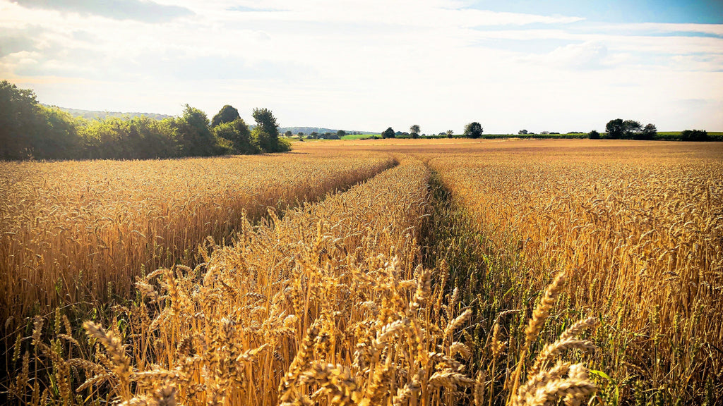 Why Kentucky Is Built for Fermented Food