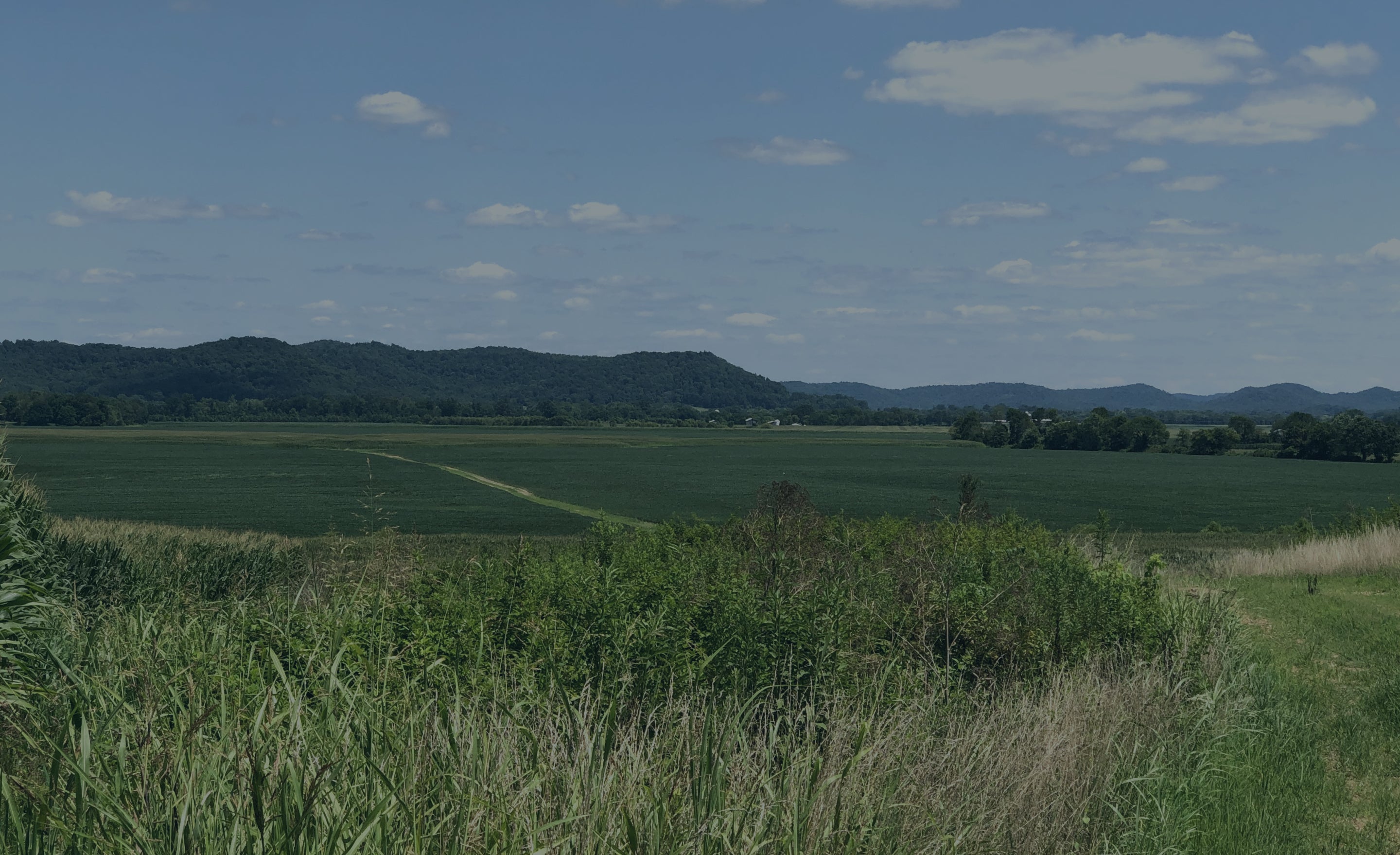 A green field, the peaceful outdoor scenery.