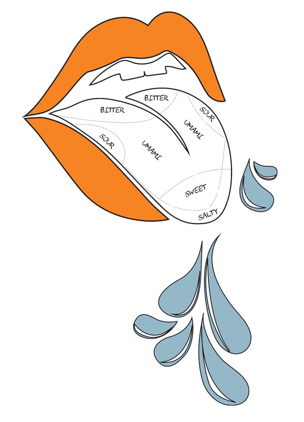 Graphic of a mouth showing where tastes are on the tongue